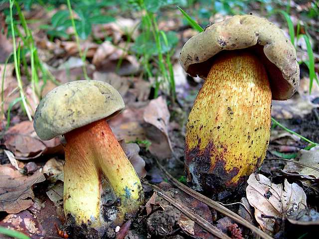 2005 :  Un anno di funghi